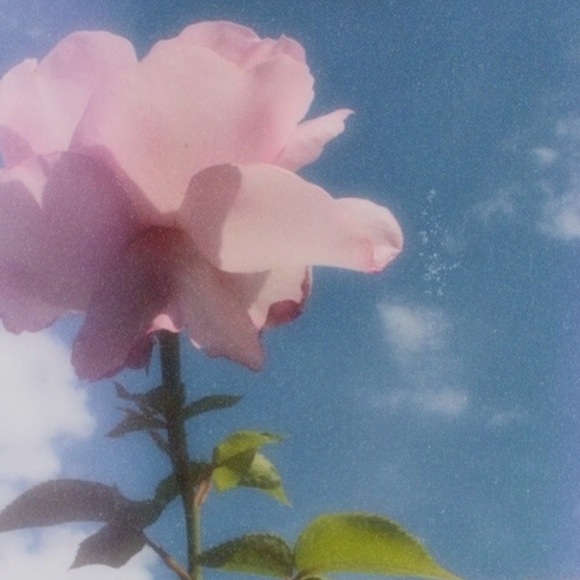 Meet your Posher, Alison - Picture 1 of 1